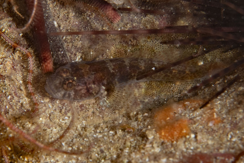 ภาพ ปลาบู่บู่ (Barbulifer pantherinus)
