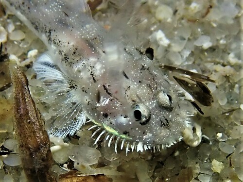 ภาพ ปลาบู่บู่ (Barbuligobius boehlkei)