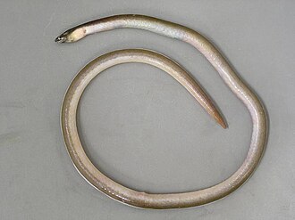 ภาพ ปลา bascanium (Bascanichthys bascanium)