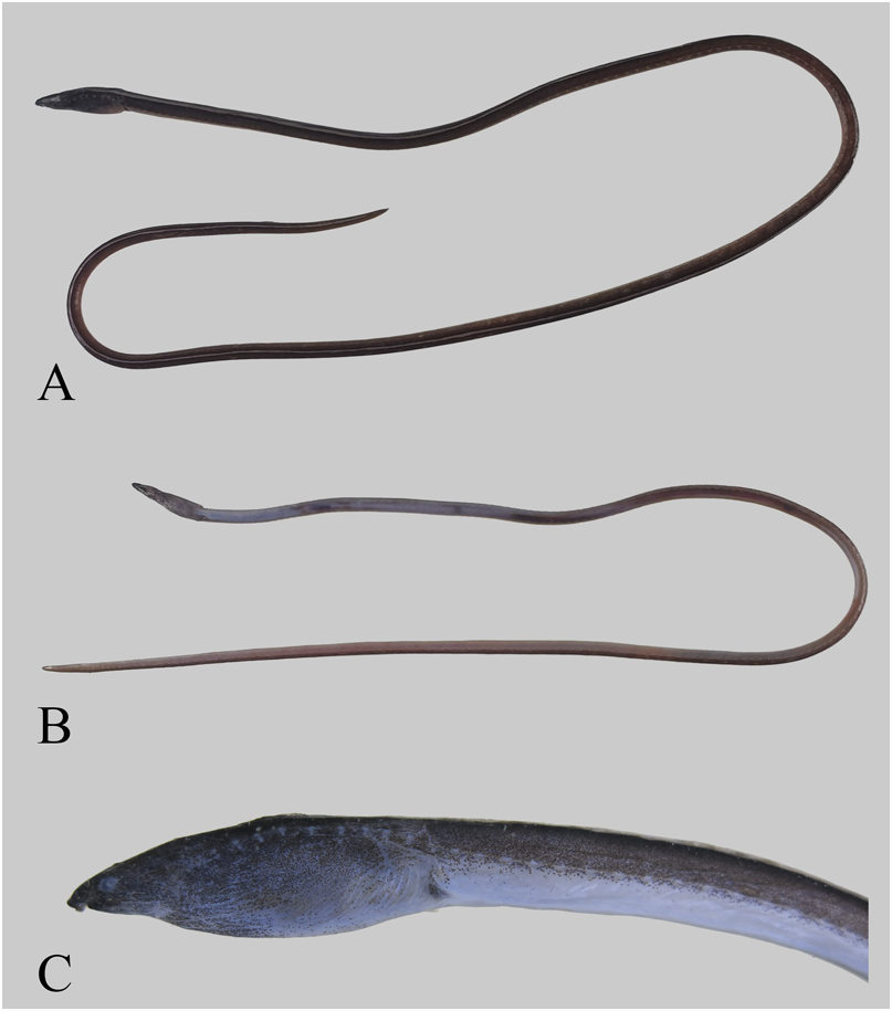 ภาพ ปลา kabeyawan (Bascanichthys kabeyawan)