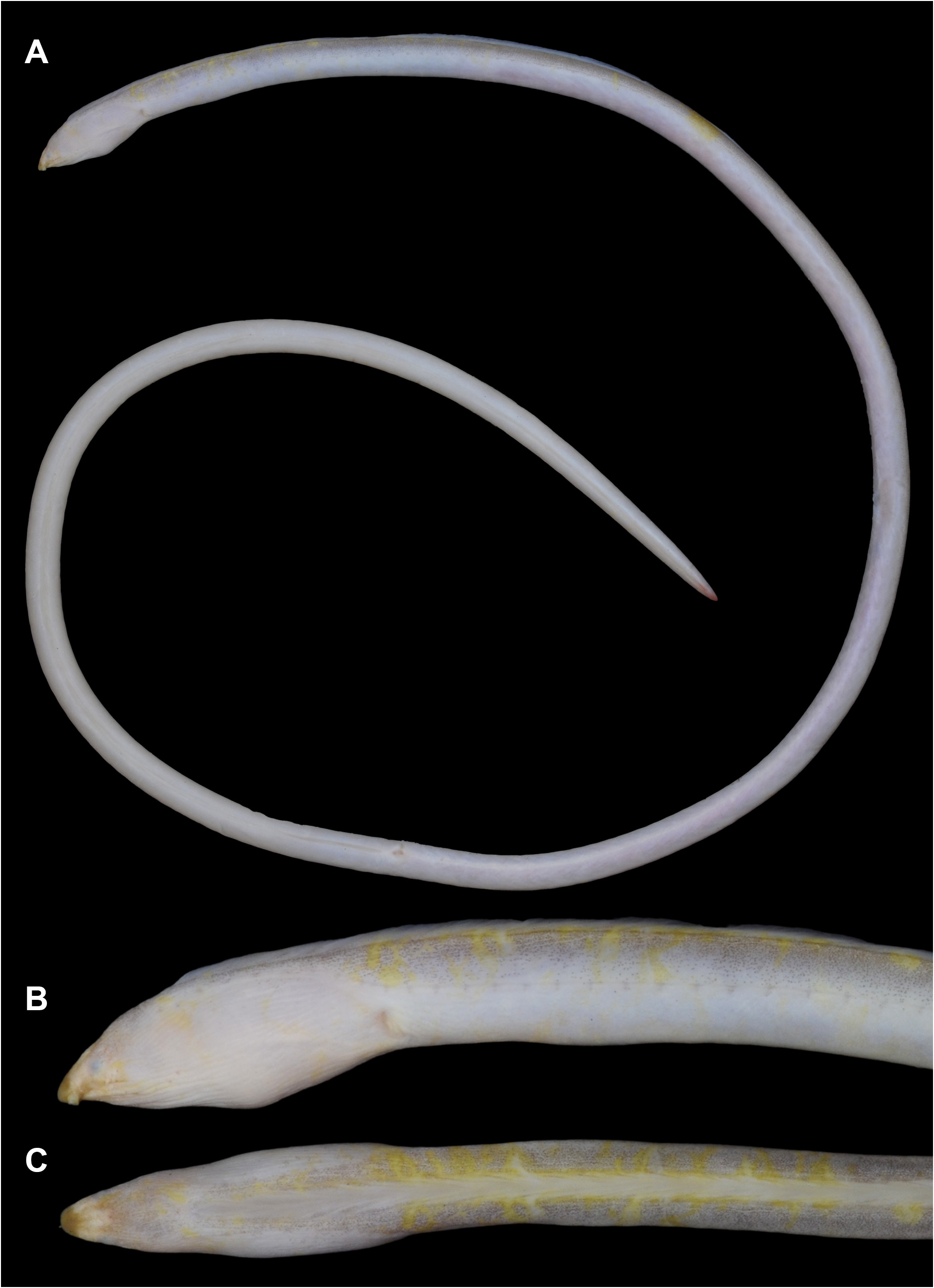 ภาพ ปลา ryukyuensis (Bascanichthys ryukyuensis)