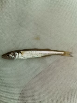 ภาพ ปลา australis (Basilichthys australis)