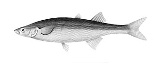 ภาพ ปลา microlepidotus (Basilichthys microlepidotus)