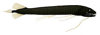 ภาพ ปลา vaillanti (Bathophilus vaillanti)