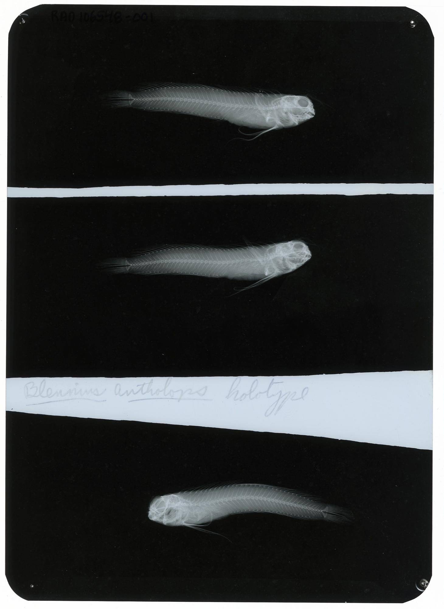 ภาพ ปลาตั๊กแตนหิน antholops (Bathyblennius antholops)