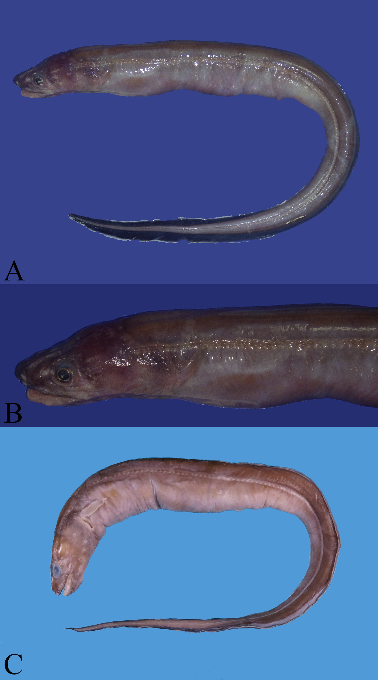 ภาพ ปลา albimarginatus (Bathycongrus albimarginatus)