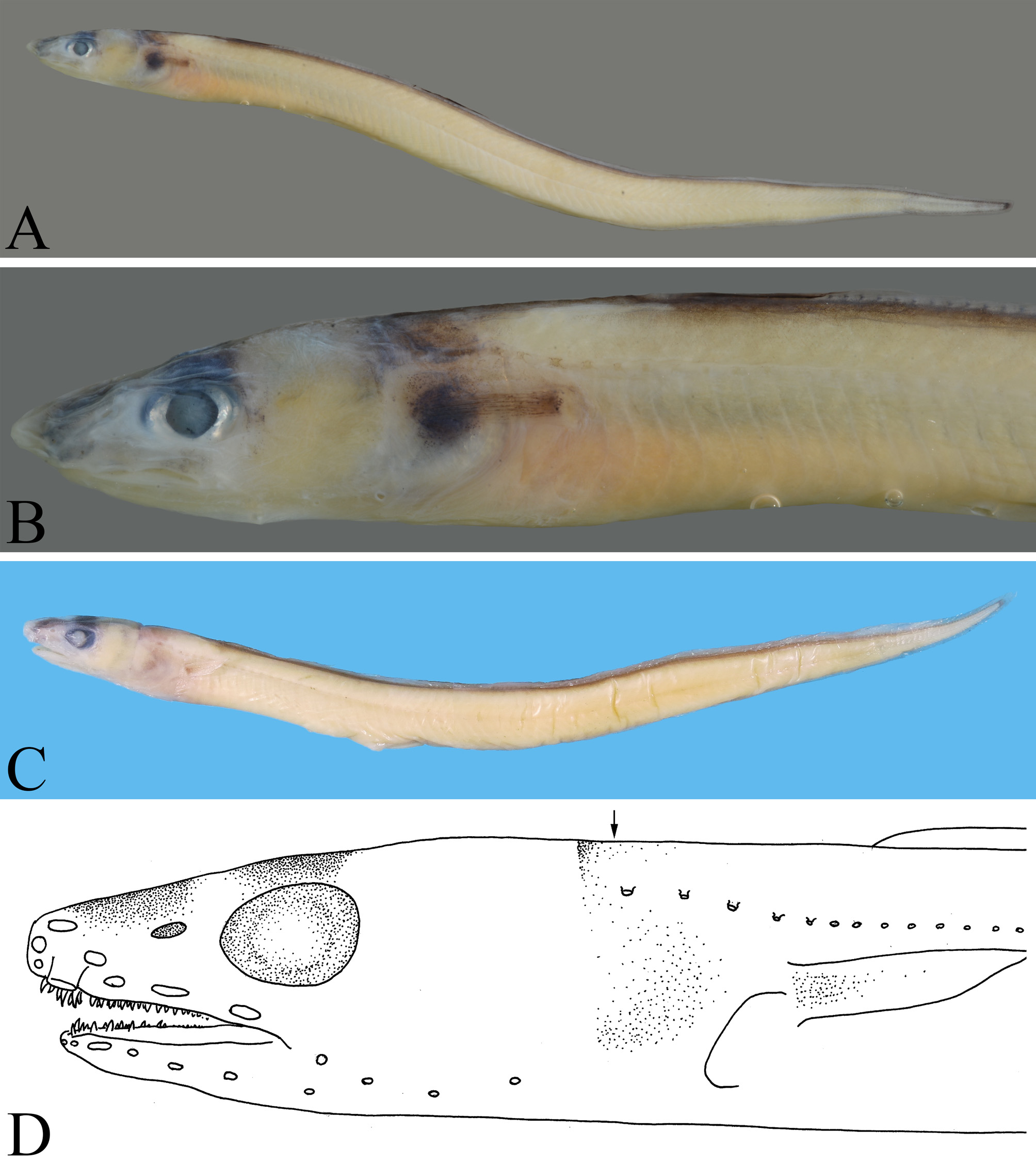 ภาพ ปลา bimaculatus (Bathycongrus bimaculatus)