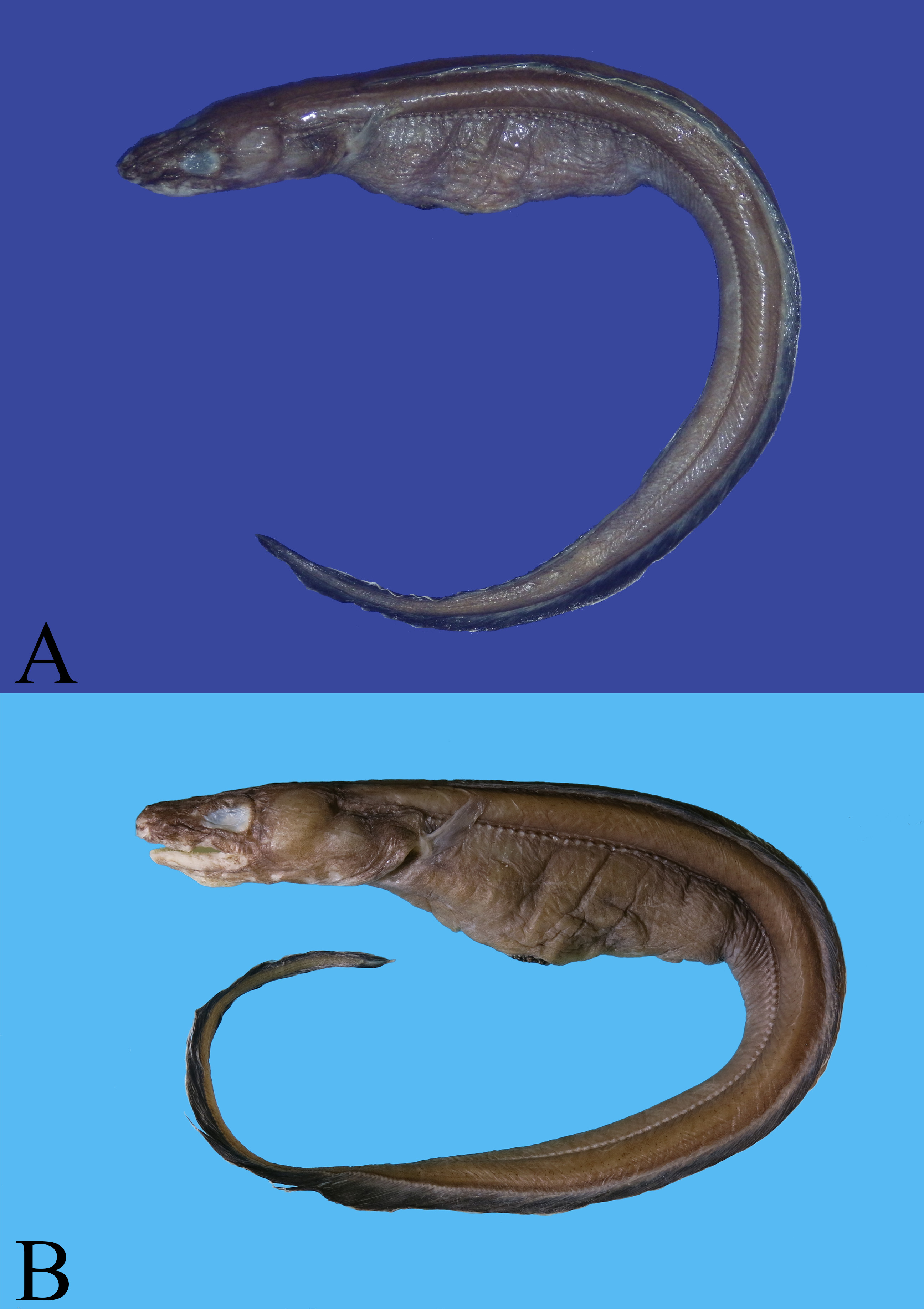 ภาพ ปลา brunneus (Bathycongrus brunneus)