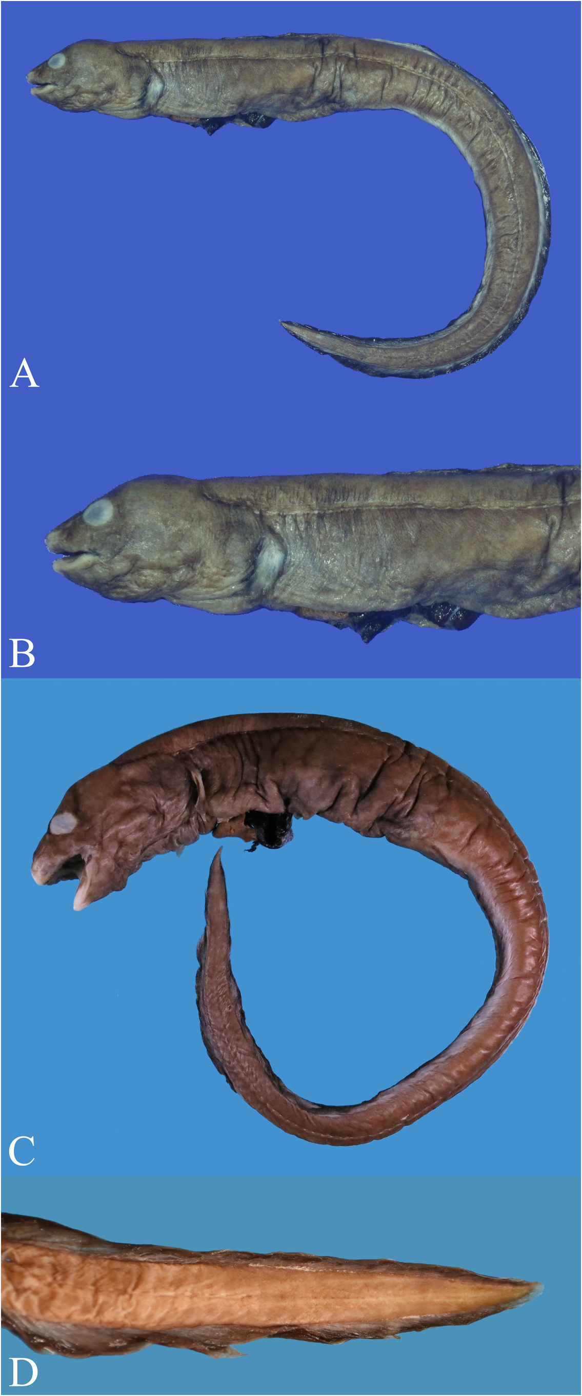 ภาพ ปลา melanostomus (Bathycongrus melanostomus)