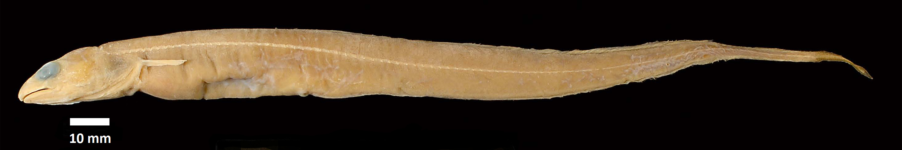 ภาพ ปลา villosus (Bathycongrus villosus)