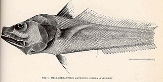 ภาพ ปลา antrodes (Bathygadus antrodes)