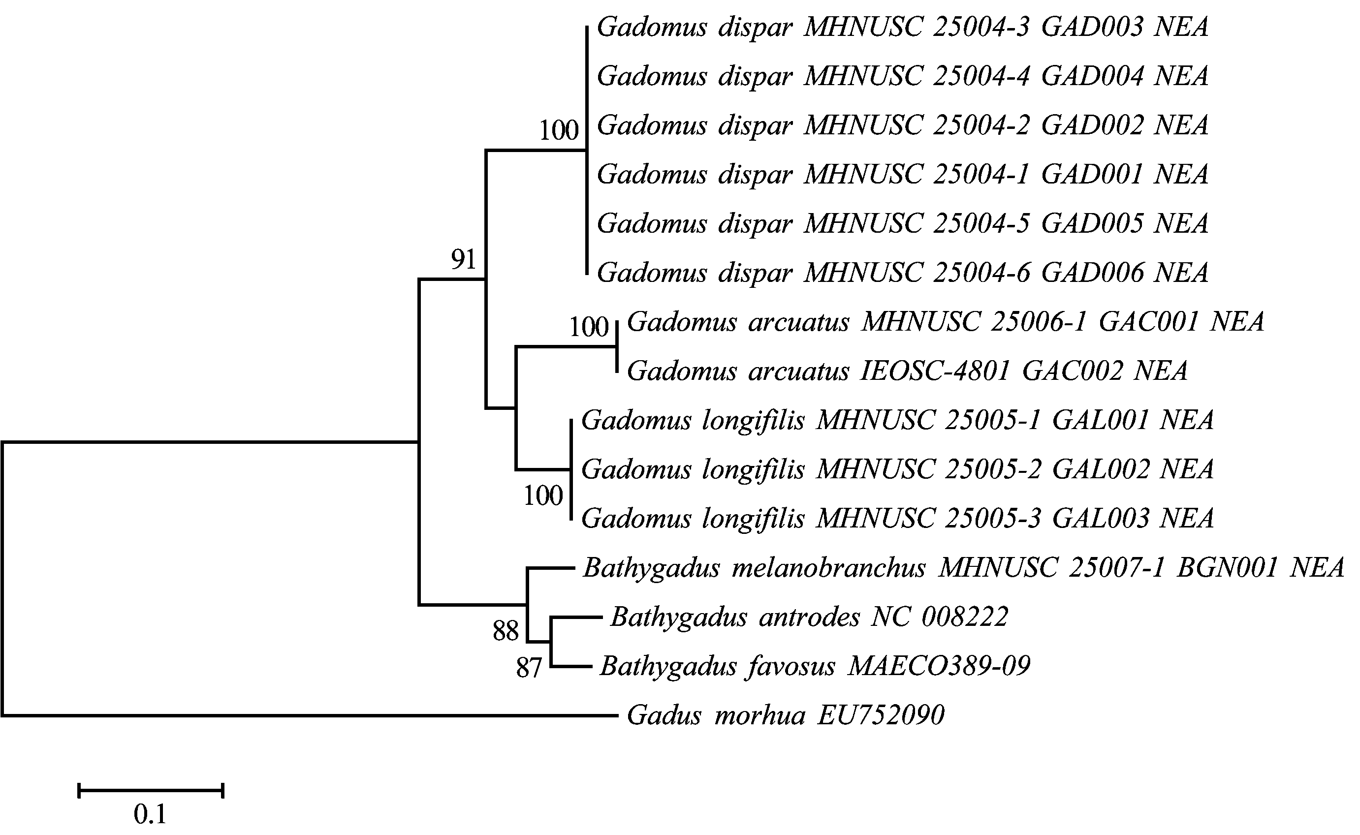 ภาพ ปลา melanobranchus (Bathygadus melanobranchus)