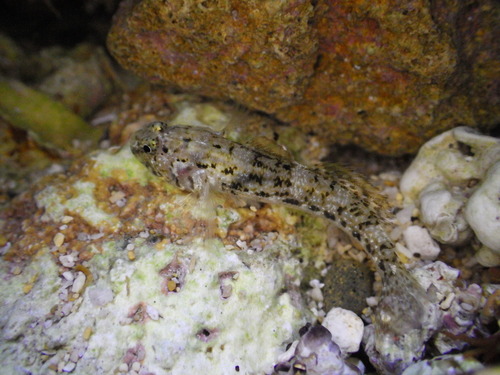 ภาพ ปลาบู่บู่ (Bathygobius aeolosoma)