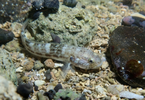 ภาพ ปลาบู่ burtoni (Bathygobius burtoni)