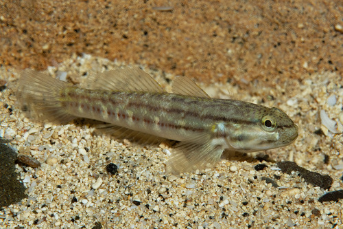 ภาพ ปลาบู่ casamancus (Bathygobius casamancus)