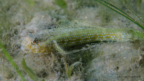 ภาพ ปลาบู่บู่ (Bathygobius curacao)