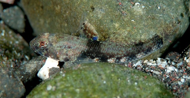 ภาพ ปลาบู่น้ำตาล (Bathygobius fuscus)