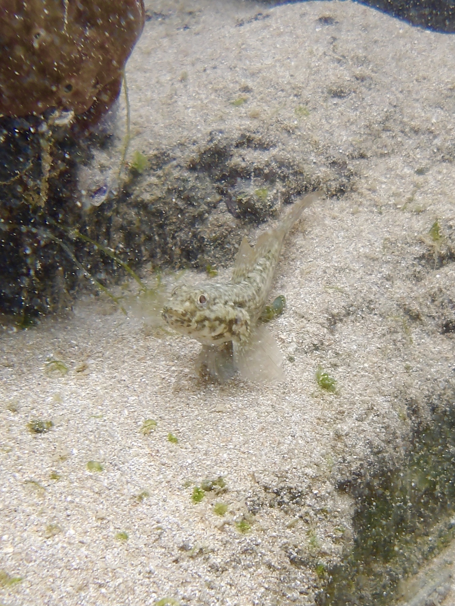 ภาพ ปลาบู่ลายจุด (Bathygobius geminatus)