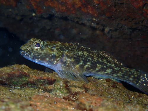 ภาพ ปลาบู่ lineatus (Bathygobius lineatus)