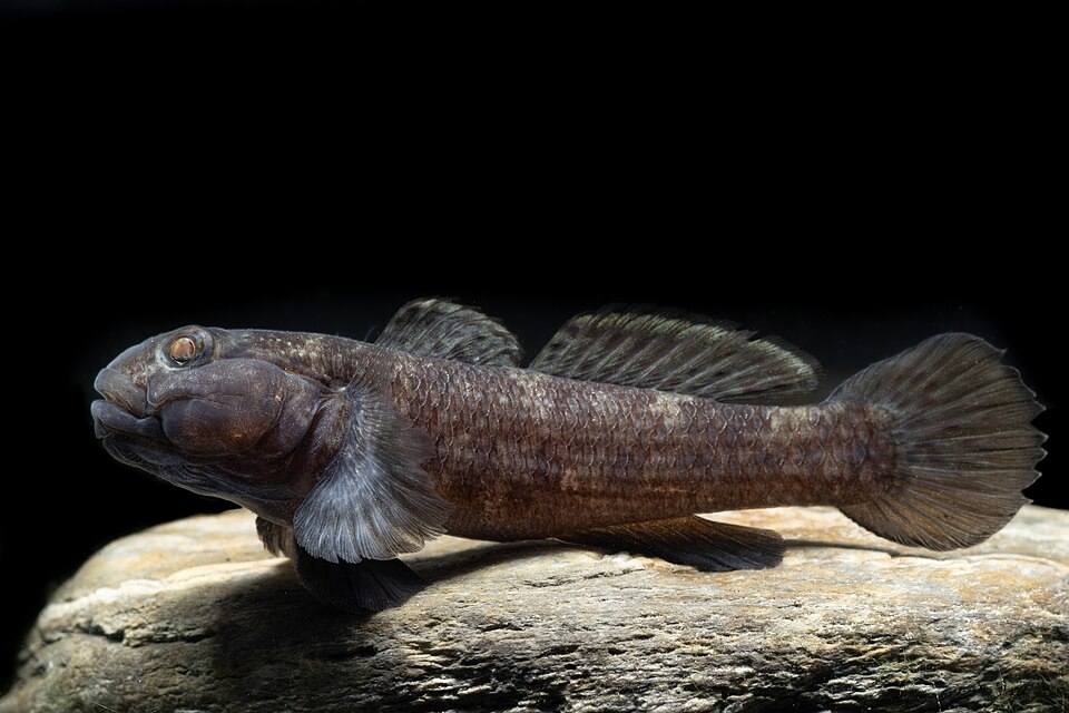 ภาพ ปลาบู่บู่ (Bathygobius meggitti)