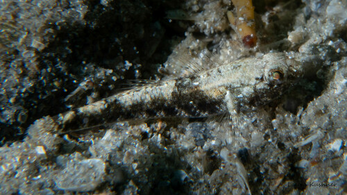 ภาพ ปลาบู่ mystacium (Bathygobius mystacium)