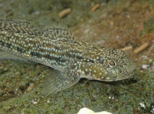 ภาพ ปลาบู่ ramosus (Bathygobius ramosus)
