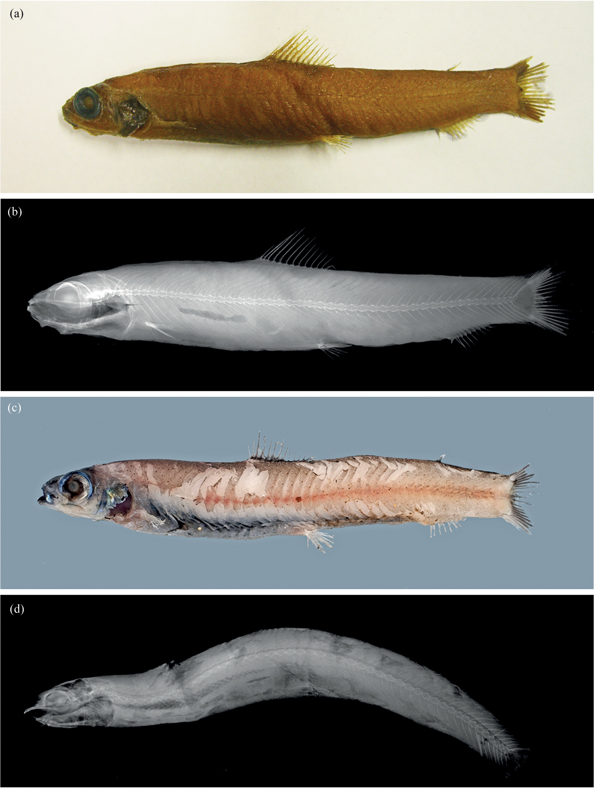 ภาพ ปลา kobylianskyi (Bathylagichthys kobylianskyi)