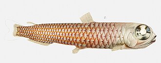 ภาพ ปลา euryops (Bathylagus euryops)
