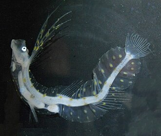 ภาพ ปลา regis (Bathymicrops regis)