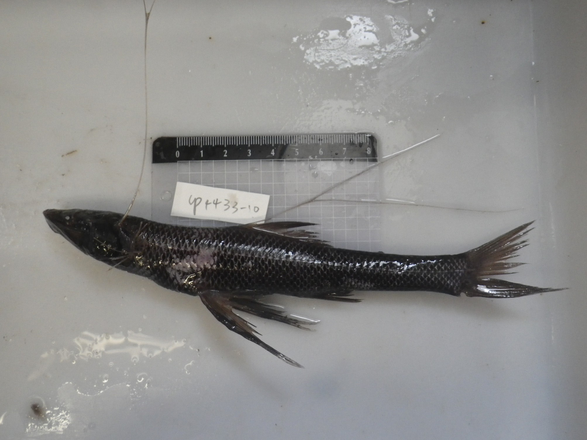 ภาพ ปลา atricolor (Bathypterois atricolor)
