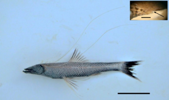ภาพ ปลา dubius (Bathypterois dubius)