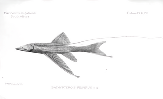 ภาพ ปลา filiferus (Bathypterois filiferus)