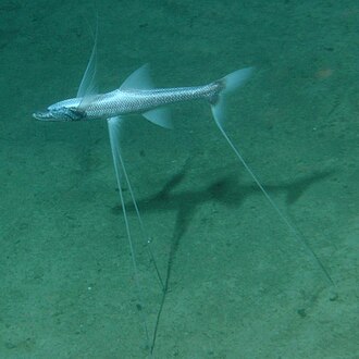 ภาพ ปลา grallator (Bathypterois grallator)