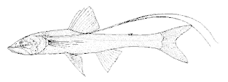 ภาพ ปลา longifilis (Bathypterois longifilis)