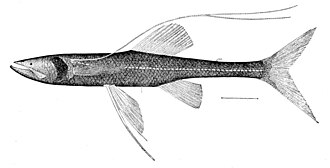 ภาพ ปลา longipes (Bathypterois longipes)
