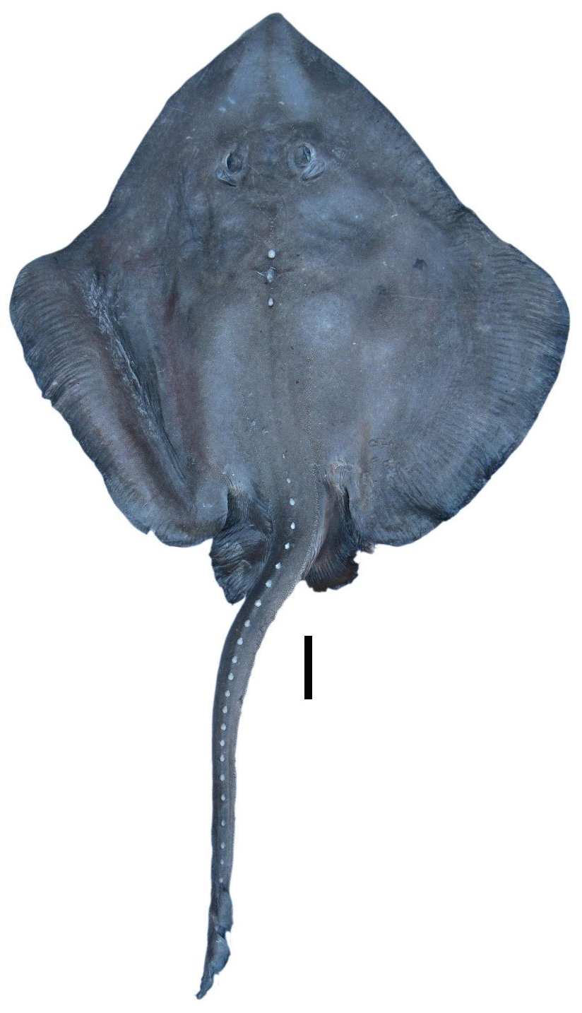 ภาพ ปลา abyssicola (Bathyraja abyssicola)