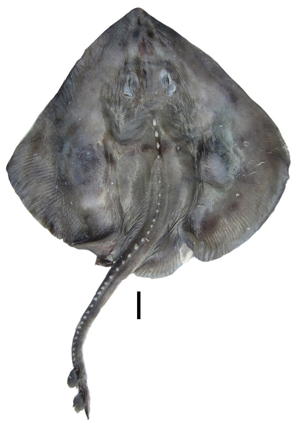 ภาพ ปลา aleutica (Bathyraja aleutica)