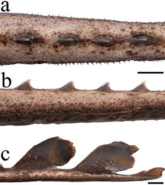 ภาพ ปลา leucomelanos (Bathyraja leucomelanos)