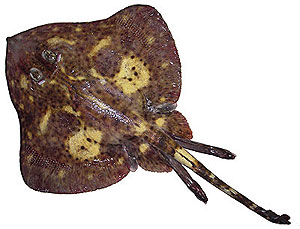ภาพ ปลา mariposa (Bathyraja mariposa)