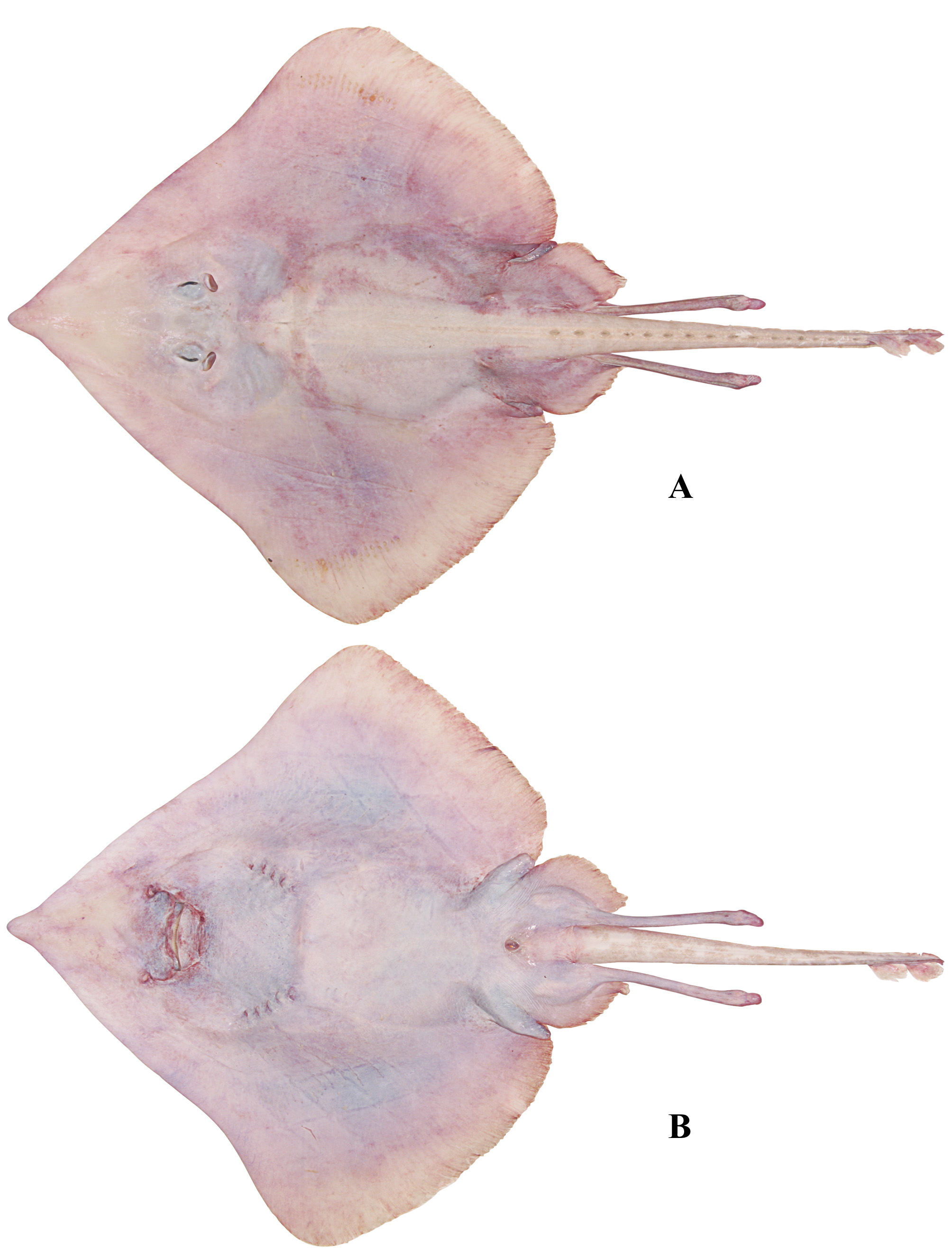 ภาพ ปลา pacifica (Bathyraja pacifica)