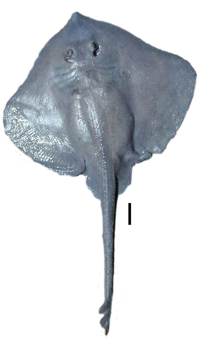 ภาพ ปลา spinosissima (Bathyraja spinosissima)