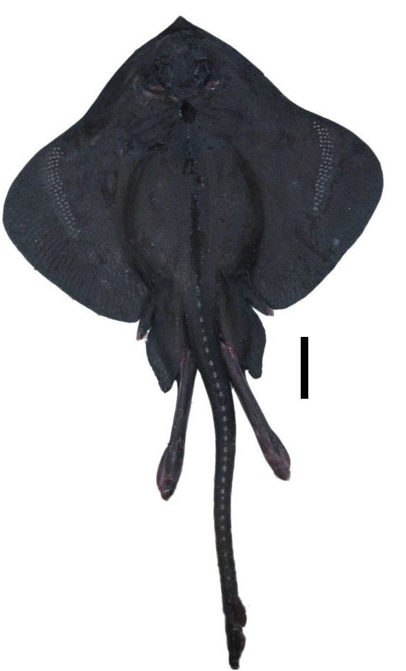 ภาพ ปลา trachura (Bathyraja trachura)