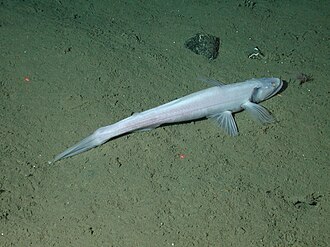 ภาพ ปลา mollis (Bathysaurus mollis)