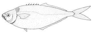 ภาพ ปลา cultratus (Bathystethus cultratus)