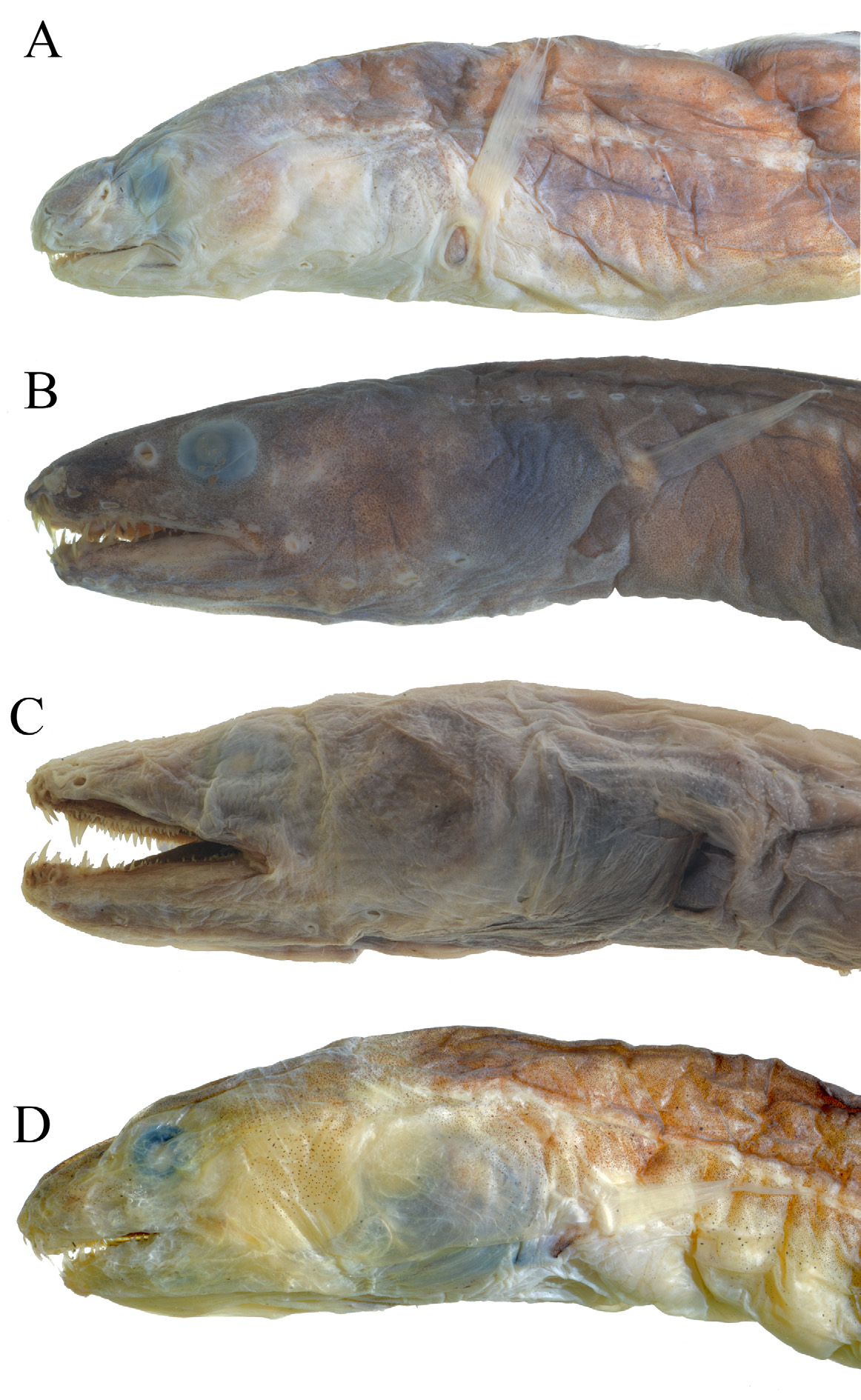 ภาพ ปลา dolichosomus (Bathyuroconger dolichosomus)