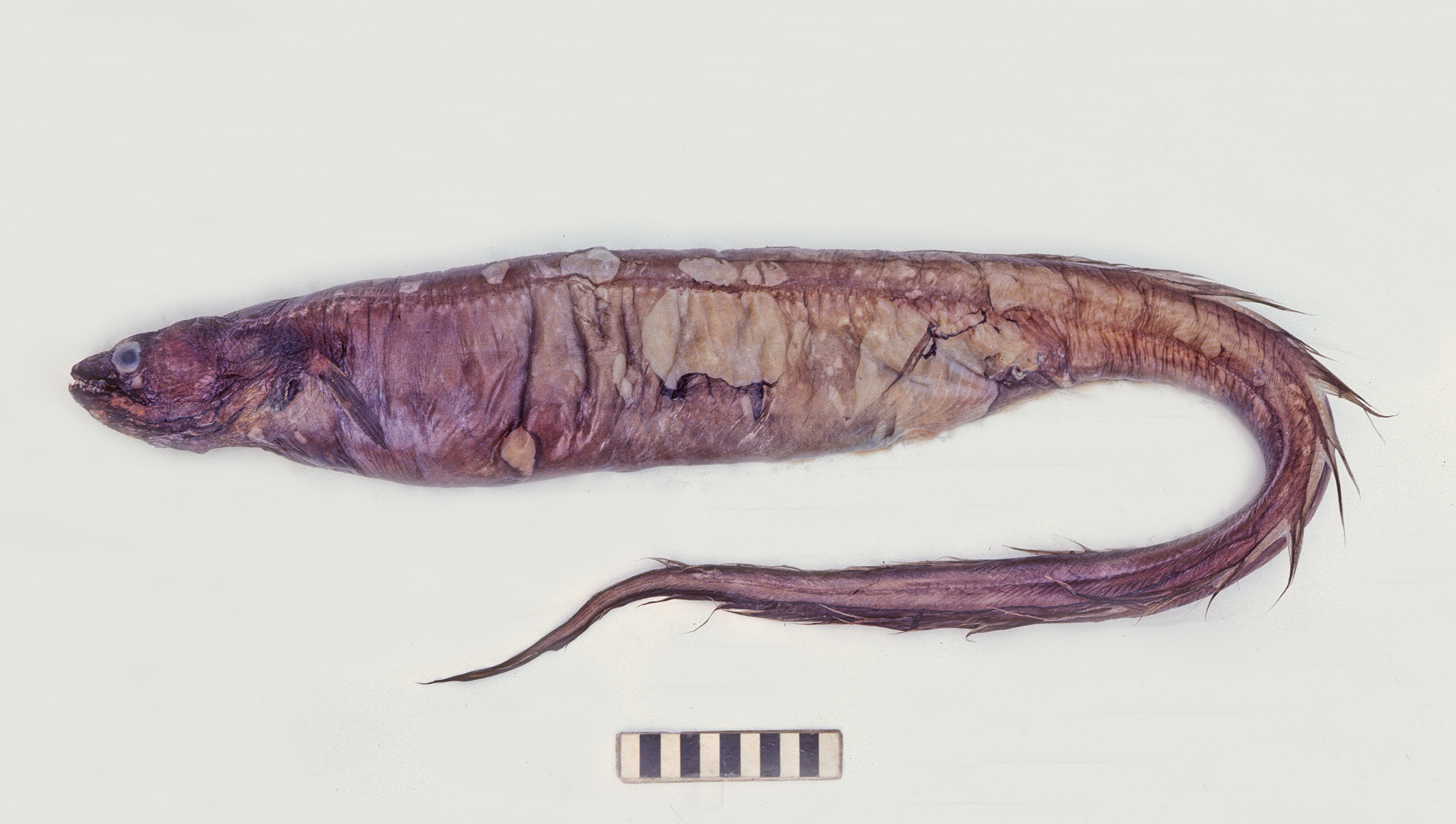 ภาพ ปลา hawaiiensis (Bathyuroconger hawaiiensis)