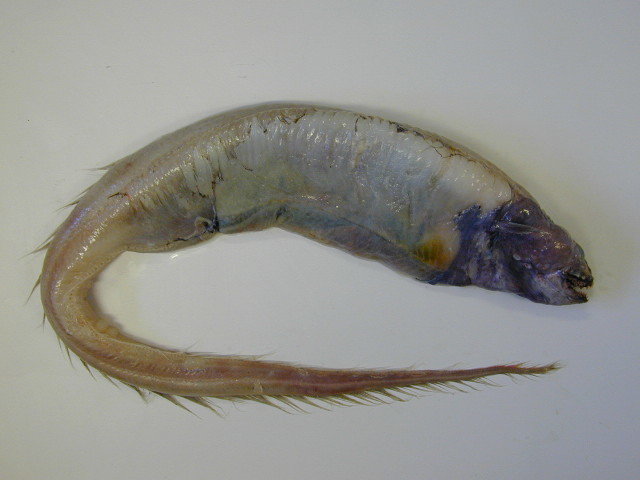 ภาพ ปลา vicinus (Bathyuroconger vicinus)