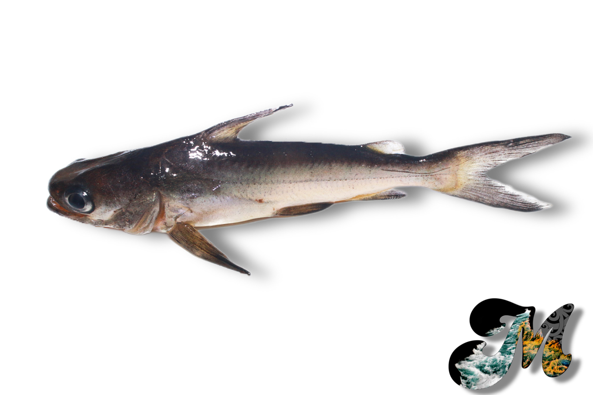 ภาพ ปลา mino (Batrachocephalus mino)