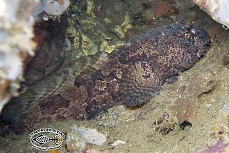 ภาพ ปลา trispinosus (Batrachomoeus trispinosus)