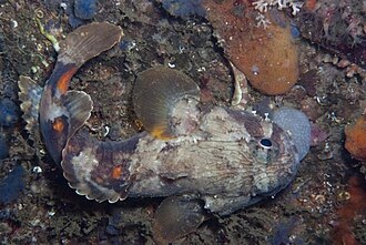ภาพ ปลา apiatus (Batrichthys apiatus)
